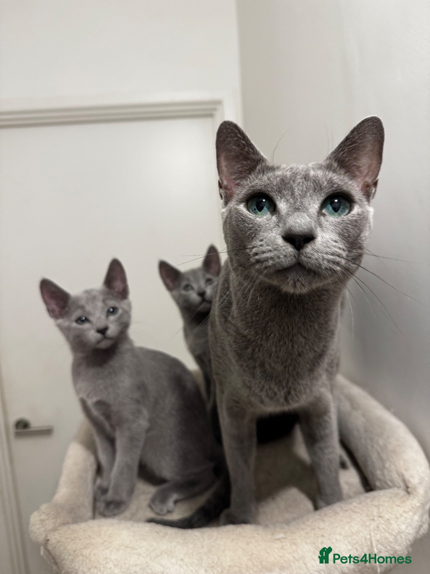 Russian Blue cats ✨ Beautiful Pedigree Russian Blue Kittens ✨ - Advert 14