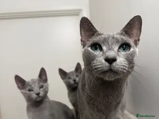 Russian Blue cats ✨ Beautiful Pedigree Russian Blue Kittens ✨ - Advert 3