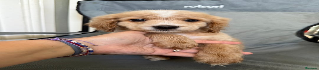 Cockapoo Puppy 1