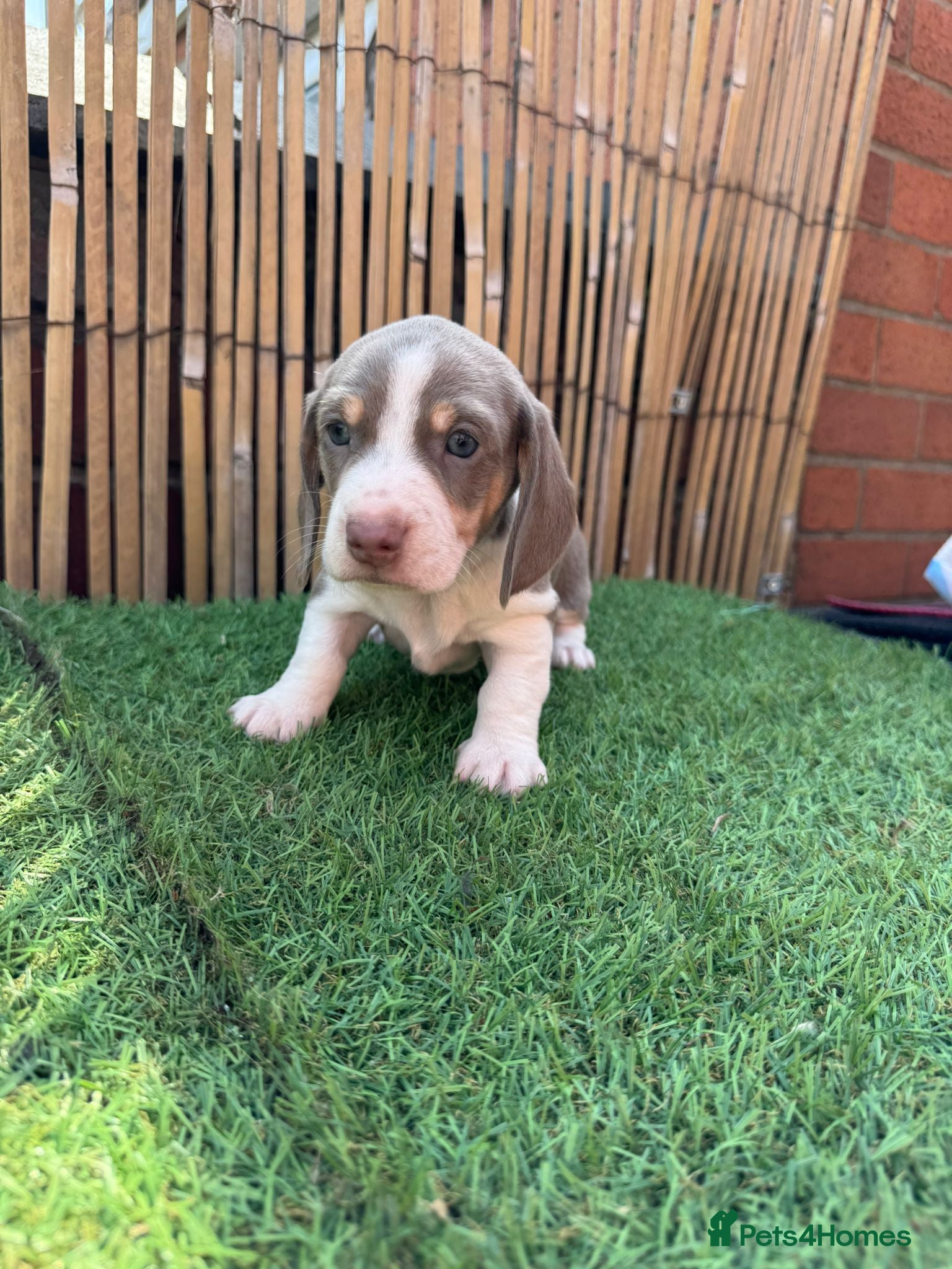 Miniature Dachshund dogs 4 Beautiful Dachshund Puppies - Advert 1