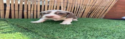 Miniature Dachshund dogs for sale: 5 Beautiful Dachshund Puppies - Advert 4