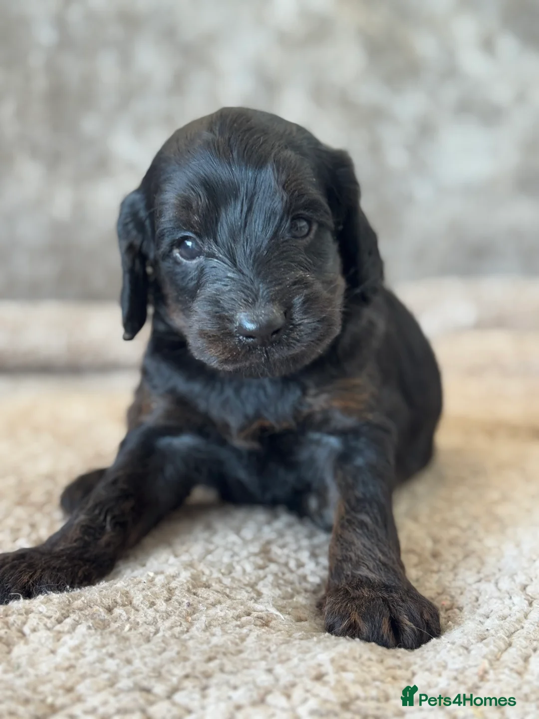 Cockapoo dogs for sale: CURLY F1 COCKERPOO - Advert 11