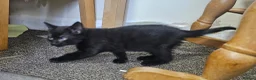 Mixed Breed cats for sale: A beautiful litter of 4 kittens - Advert 18