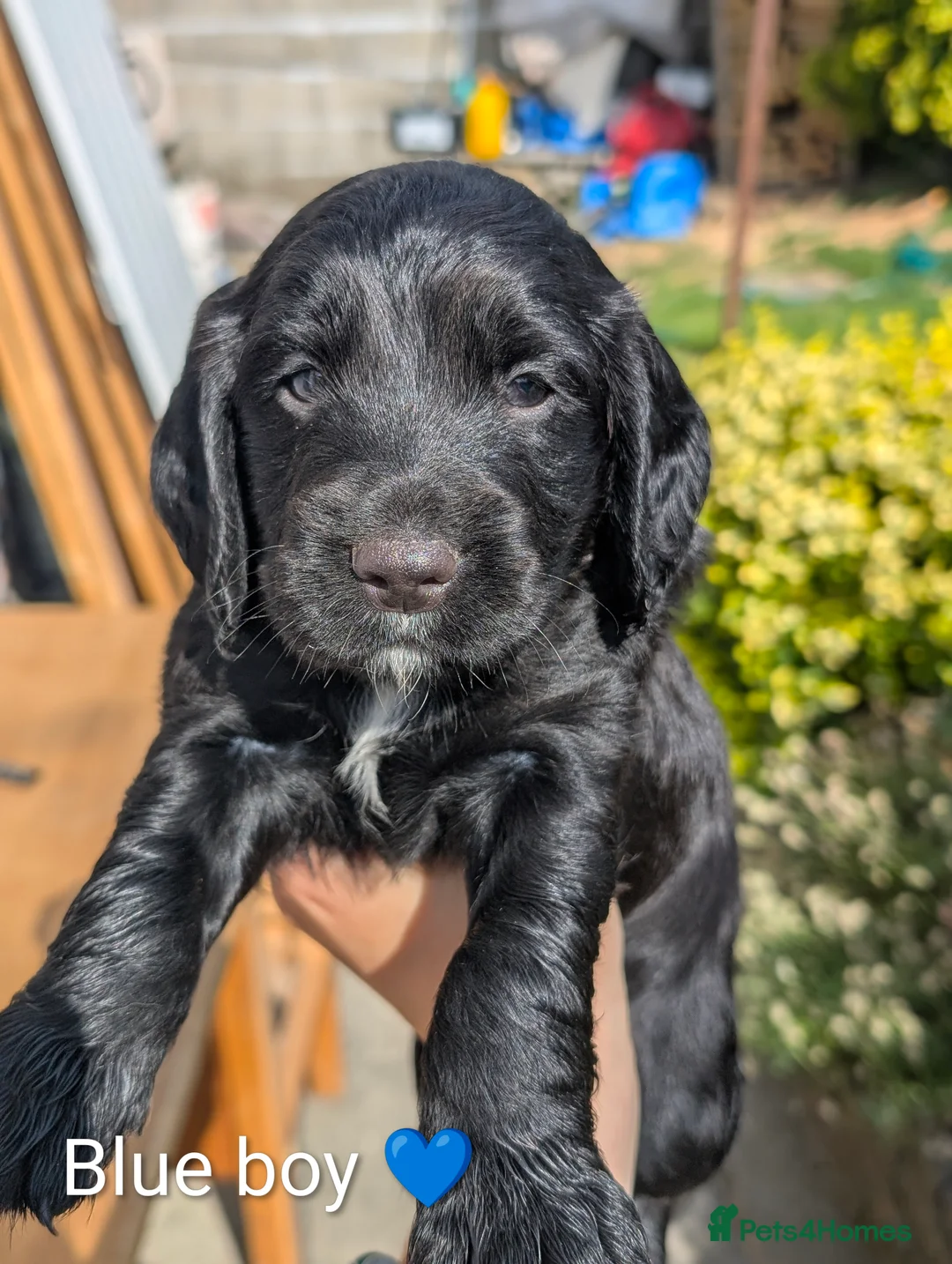 Cocker Spaniel dogs for sale: KC Registered FTCH bloodline Working Cocker Pups - Advert 2