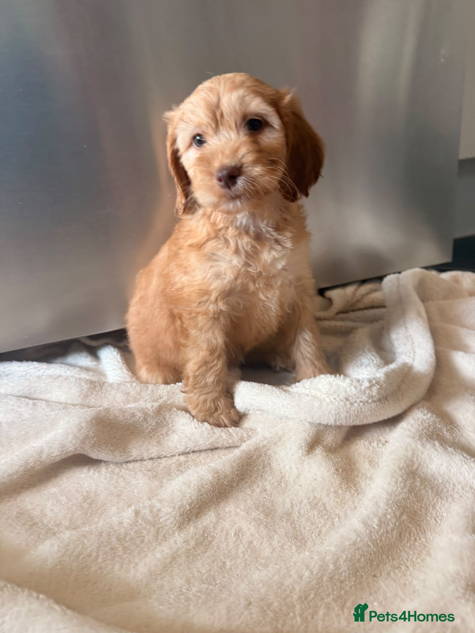 Cockapoo dogs 🏡Ready to leave cockerpoos 🐶🏡only 3 left  - Advert 2