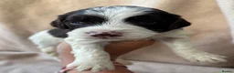 Sproodle dogs for sale: F1 Sproodle Puppies  - Advert 24