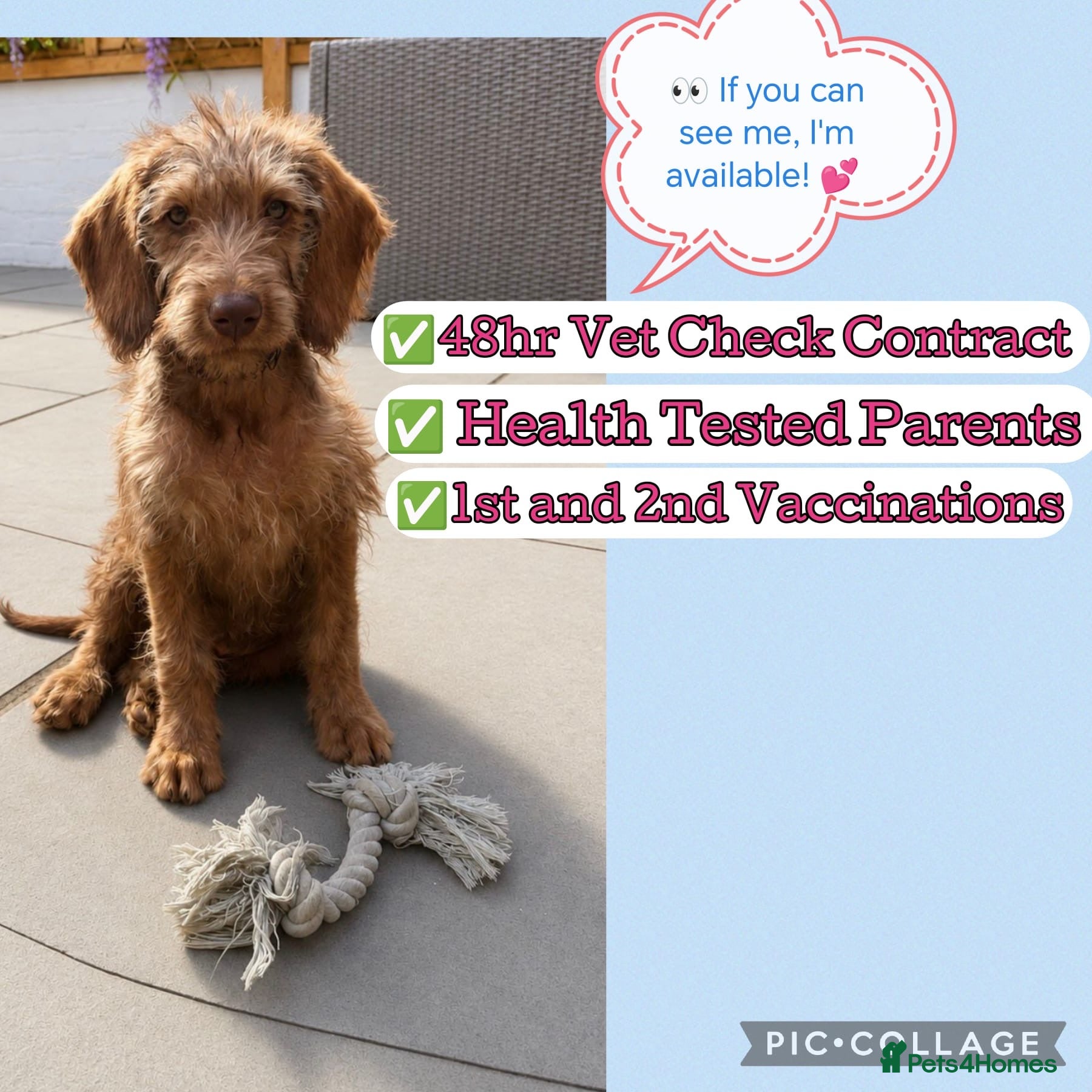 Labradoodle dogs Labradoodles puppies ready 1 female 1 male   - Advert 3