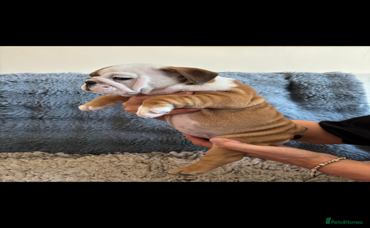 English Bulldog dogs - Advert 6
