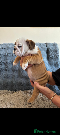 English Bulldog dogs - Advert 2