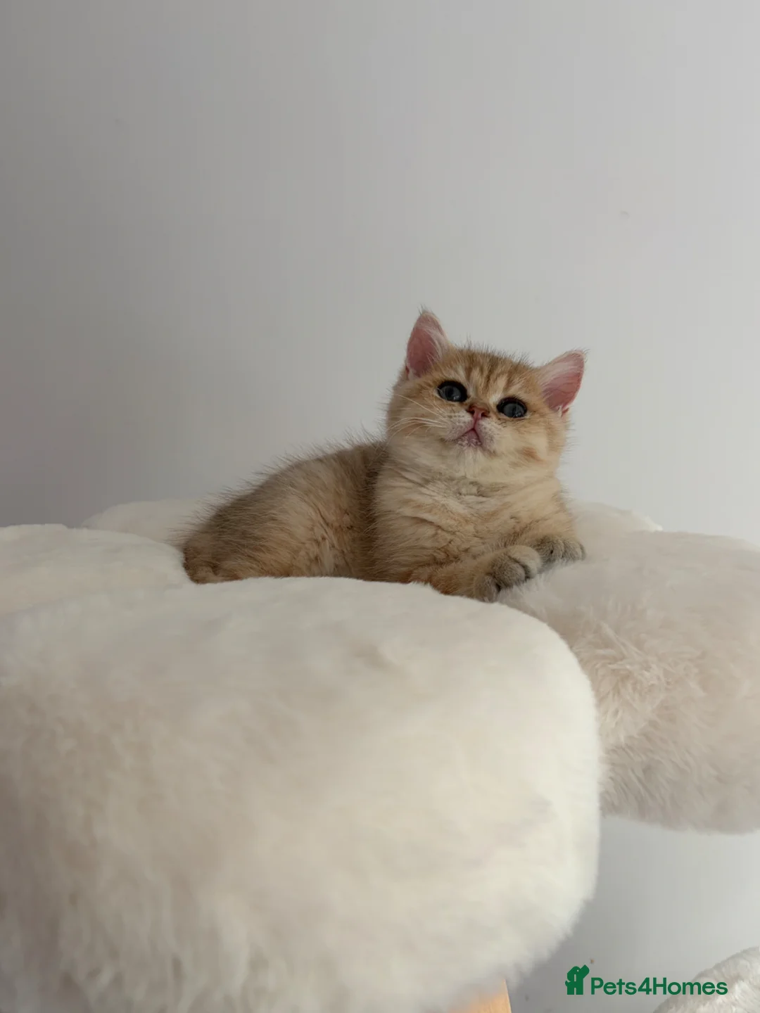 British Shorthair cats for sale: Beautiful GCCF Reg Golden Girl  - Advert 1