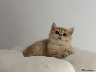 British Shorthair cats Beautiful GCCF Reg Golden Girl - Advert 4