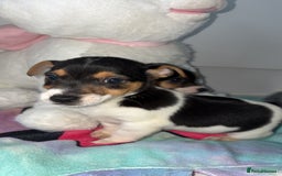 Jack Russell dogs for sale: 💙 4 beautiful Jack Russell’s 🩷 - Image 6