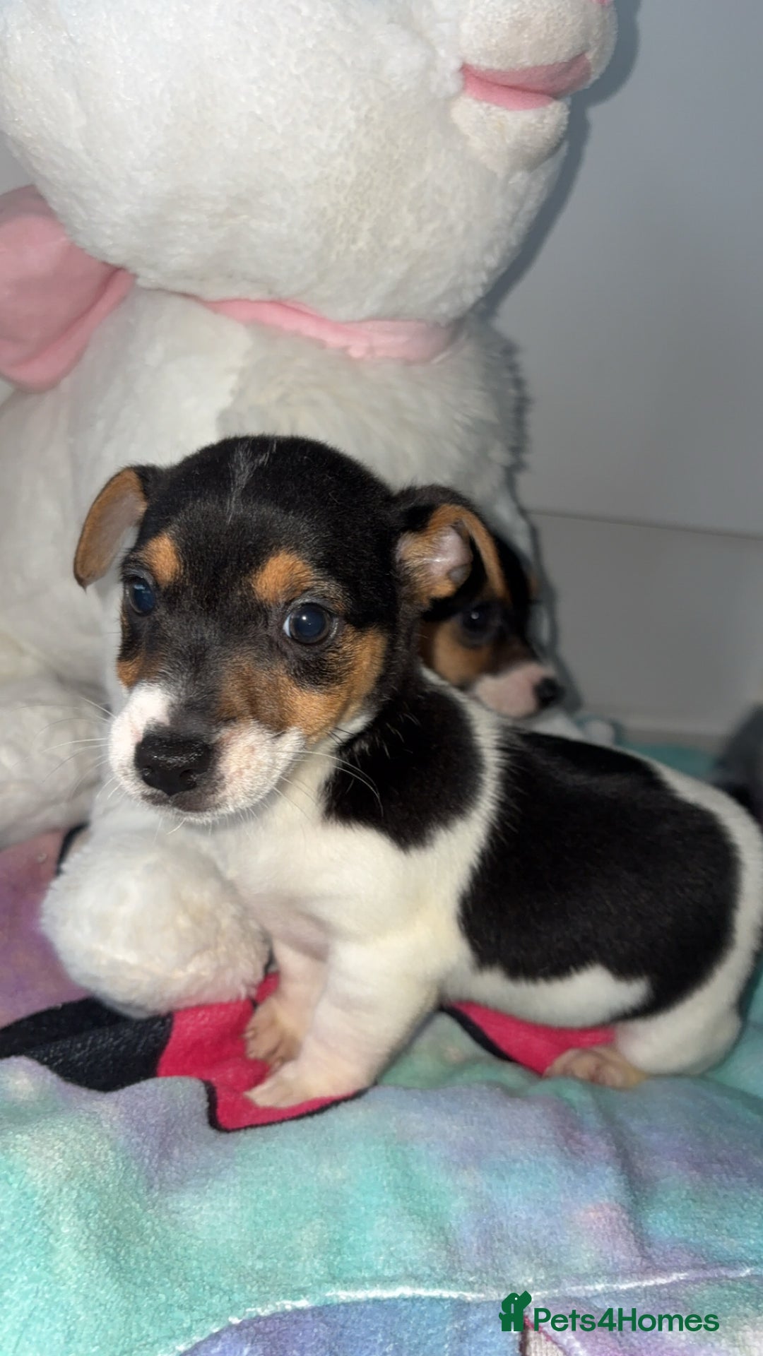 Jack Russell dogs for sale: 💙 4 beautiful Jack Russell’s 🩷 - Image 6