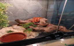 Corn Snake reptiles for sale: Corn Snake with viv - Image 1