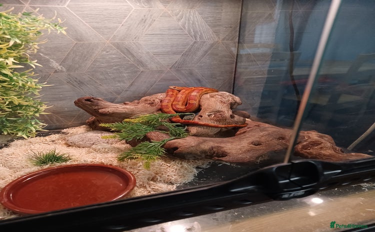 Corn Snake reptiles - Advert 2
