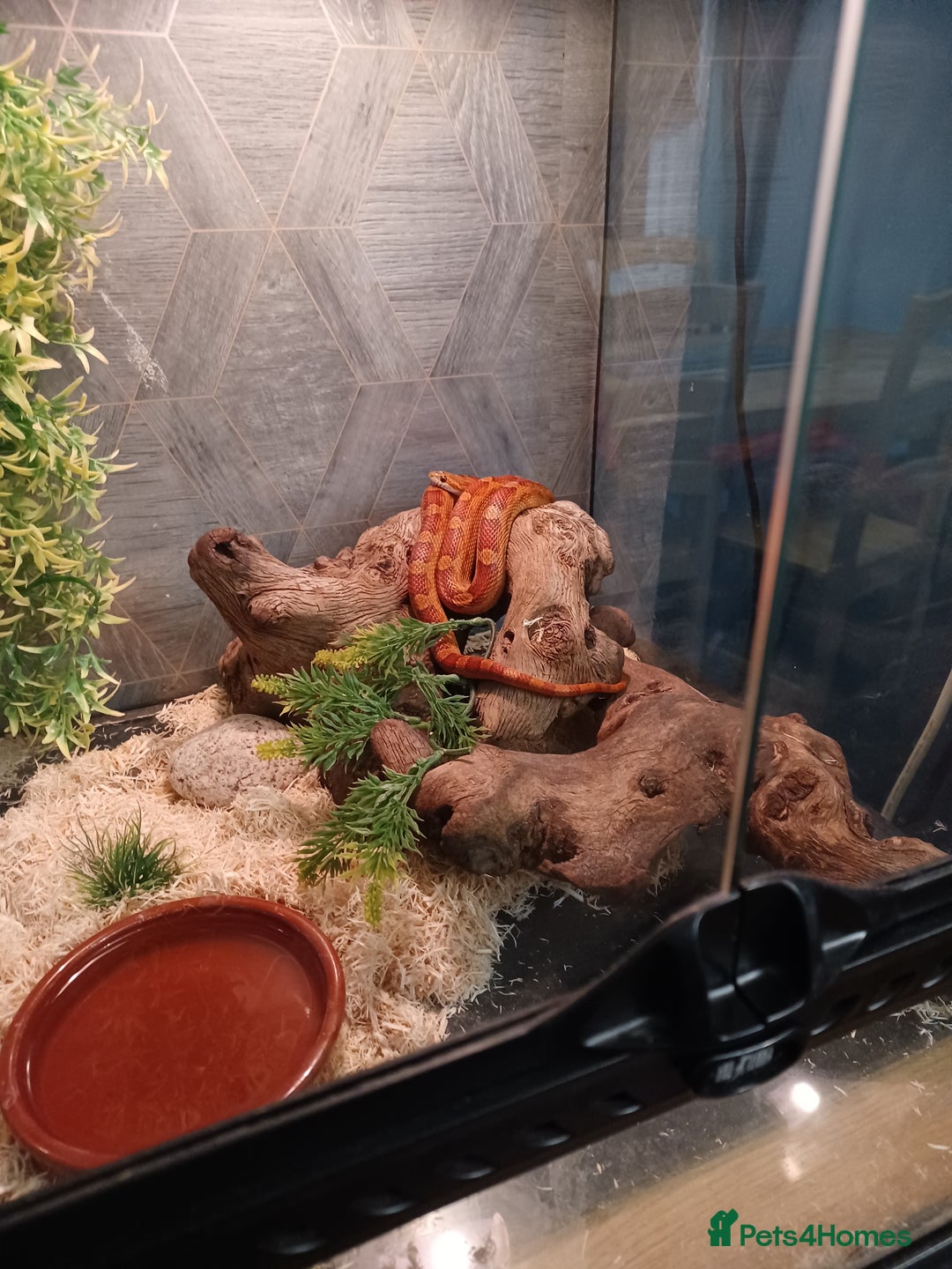 Corn Snake reptiles for sale: Corn Snake with viv - Image 1