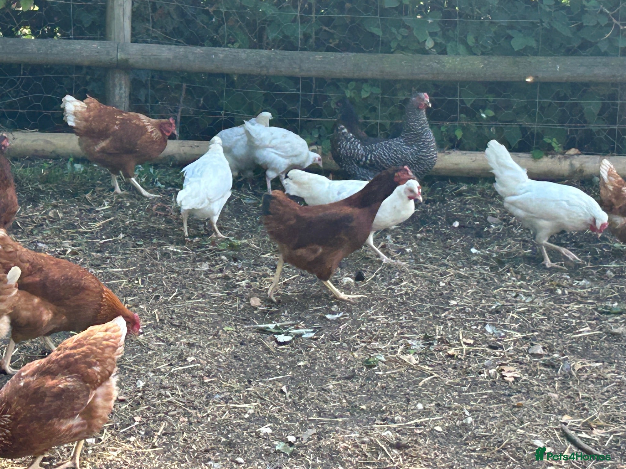 Chickens poultry Point of lay hens  - Advert 11