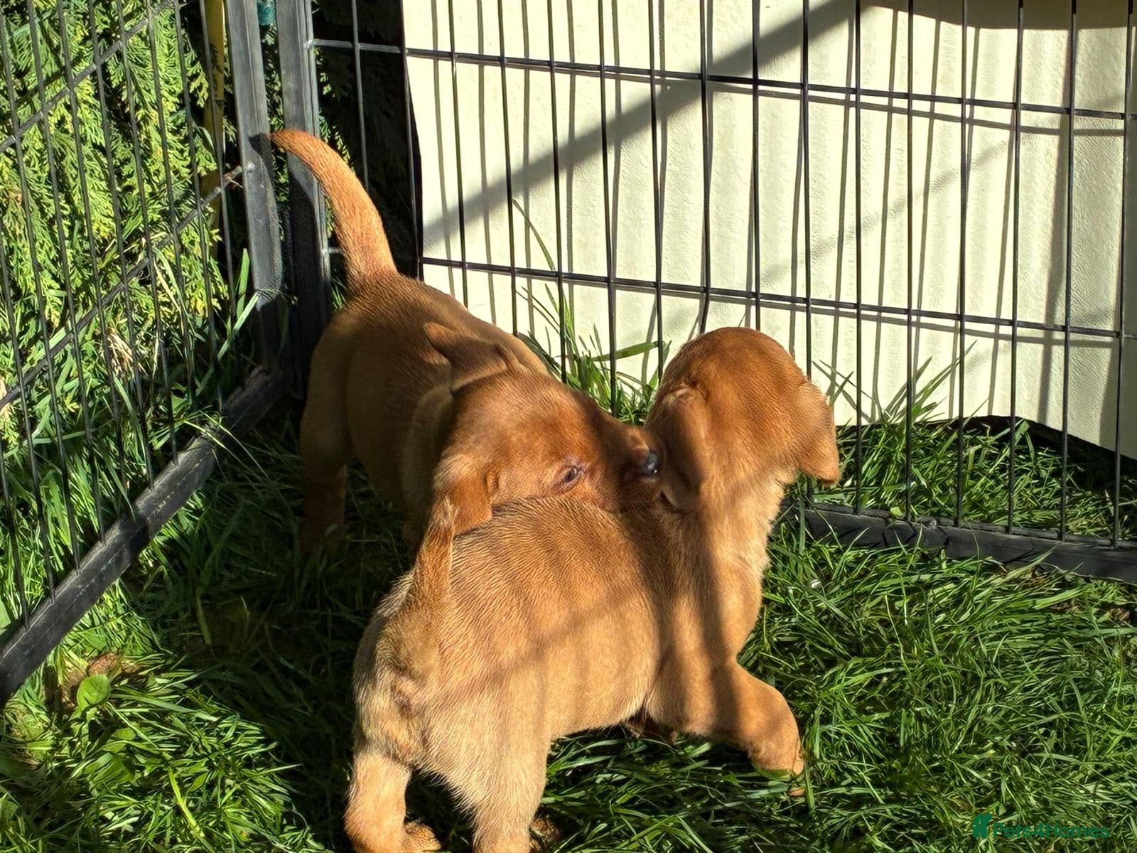 Labrador Retriever dogs beautiful kc registered fox red Labrador puppies  - Advert 2