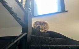 Chow Chow dogs for sale: Chow chow for sale  - Image 3