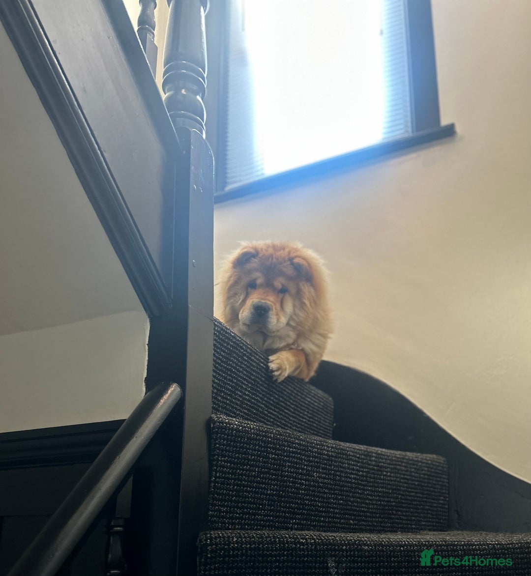 Chow Chow dogs for sale: Chow chow for sale  - Image 3