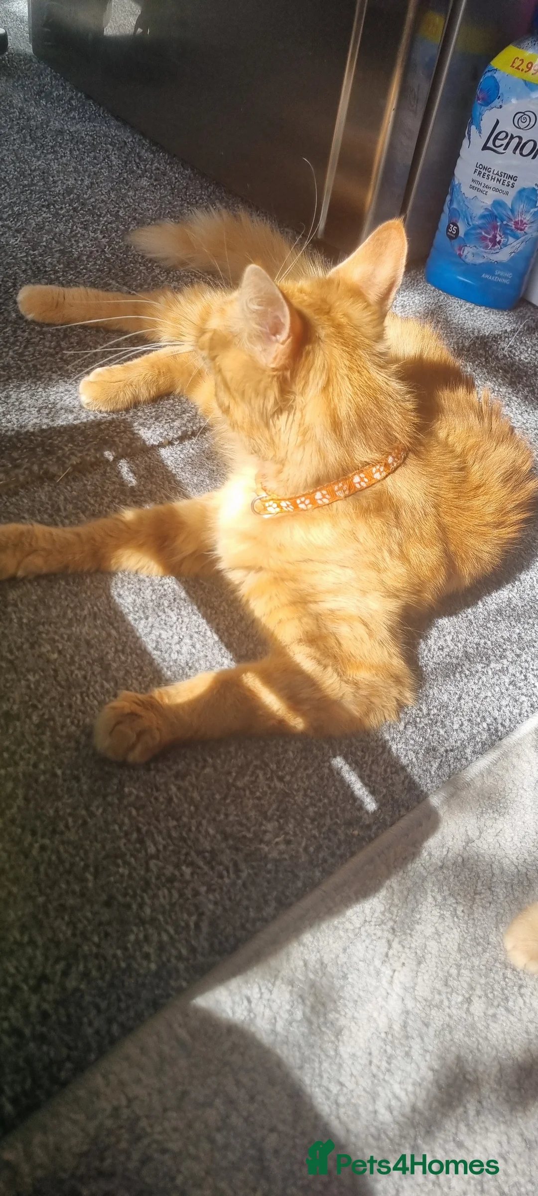 Mixed Breed cats for sale: 7 gorgeous kittens looking for a home - Advert 36