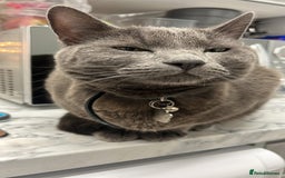 Domestic Shorthair cats for sale: 2 male cats. 16 months old brothers - Image 3