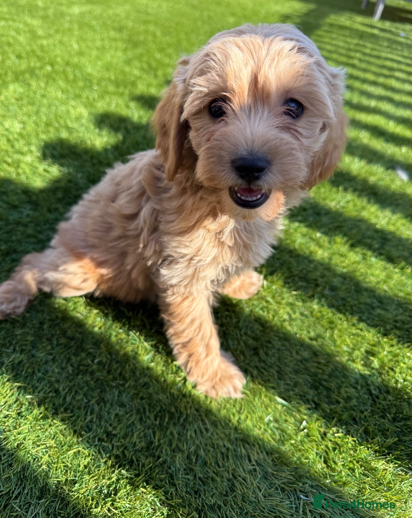 Cavapoo dogs Adorable F1B Cavapoo puppies PRA CLEAR! - Advert 16