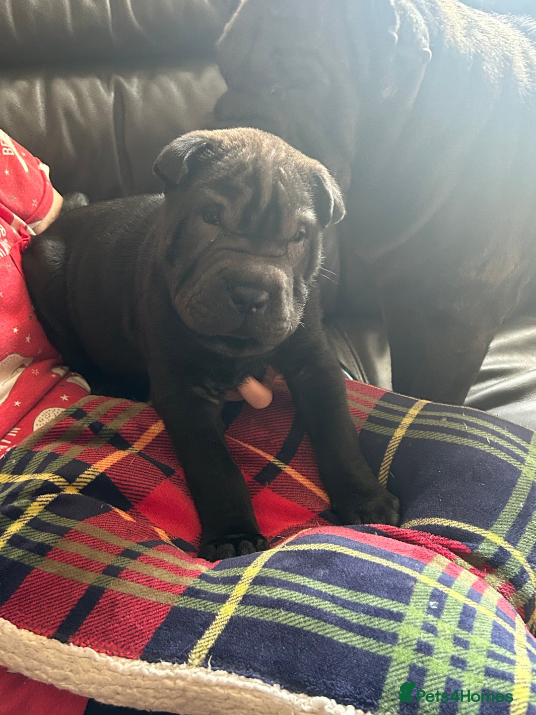 Shar Pei dogs for sale: 2 females 3 males Shar pei pups - Image 19