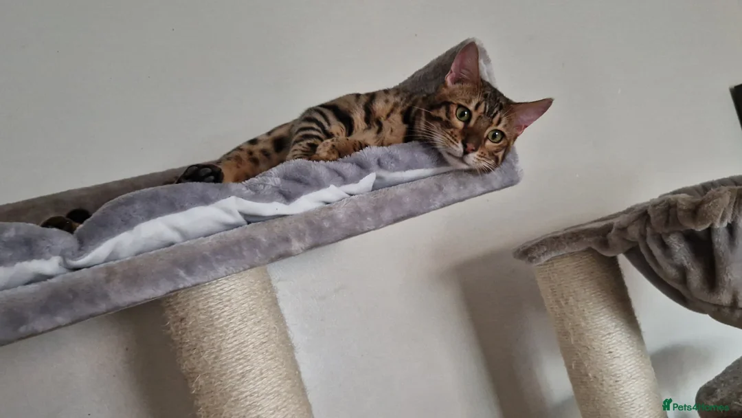 Bengal cats for sale: Active Tica registered boy😍 - Advert 16