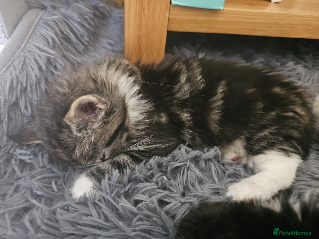 Mixed Breed cats for sale: Gorgeous fluffy kittens.READY NOW - Image 8