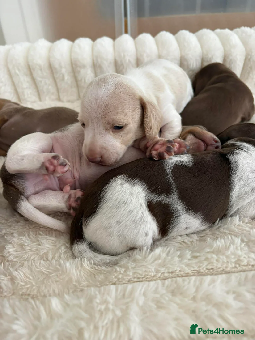 Miniature Dachshund dogs for stud: Halo Outstanding Isabella and Tan - Advert 2