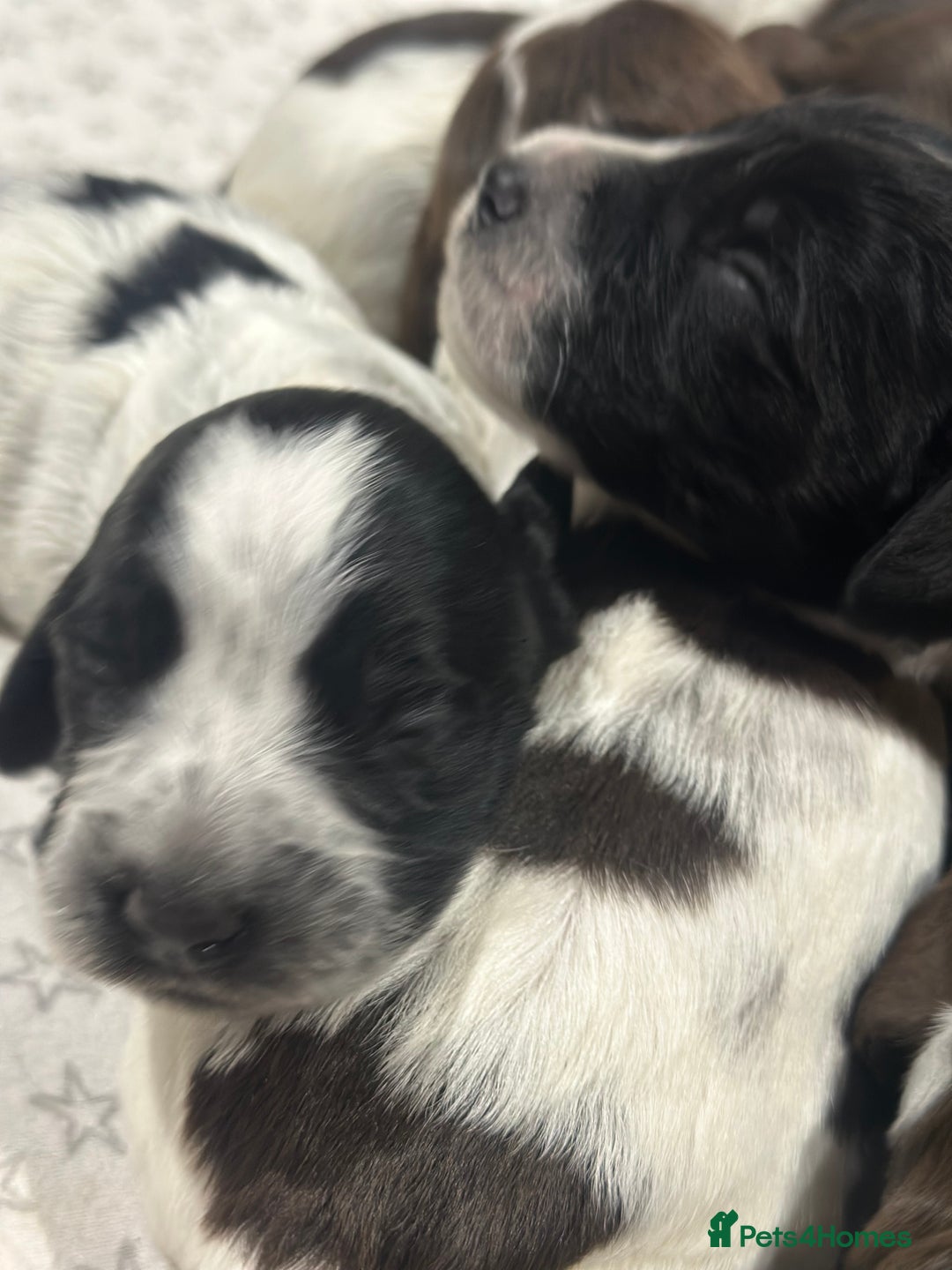 Sprocker dogs for sale: Beautiful sprockers  - Image 15
