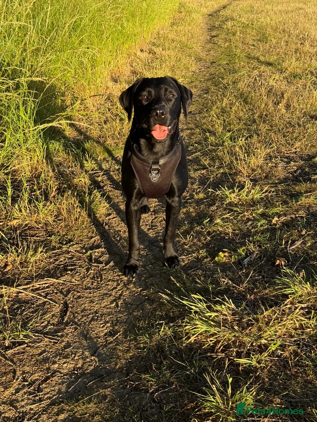 Labrador Retriever dogs for stud: Diego - Advert 2