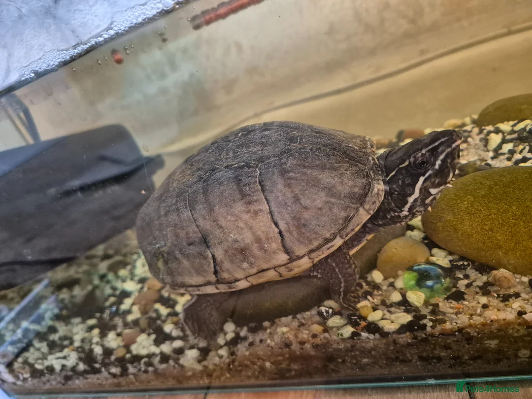 Terrapin reptiles for sale: Musk terrapin and tank for free - Advert 3