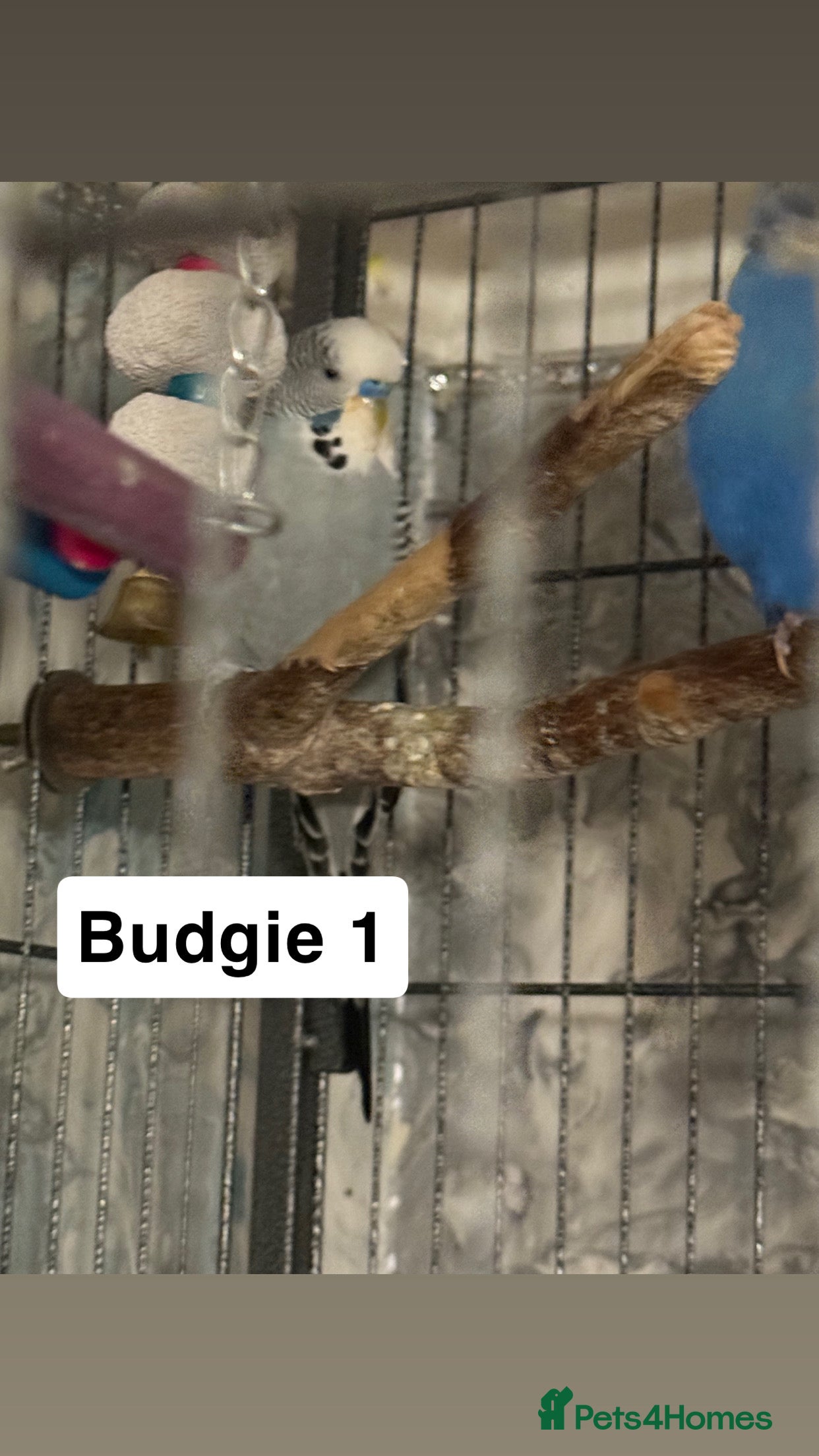 Budgerigars birds Budgies for sale ,canvey island £20 each. - Advert 1