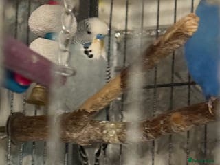 Budgerigars birds Budgies for sale ,canvey island £20 each. - Advert 7