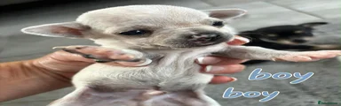 Chihuahua 2