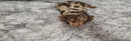 Dachshund dogs for sale: 4 Beautiful miniature dachshund puppies  - Advert 3