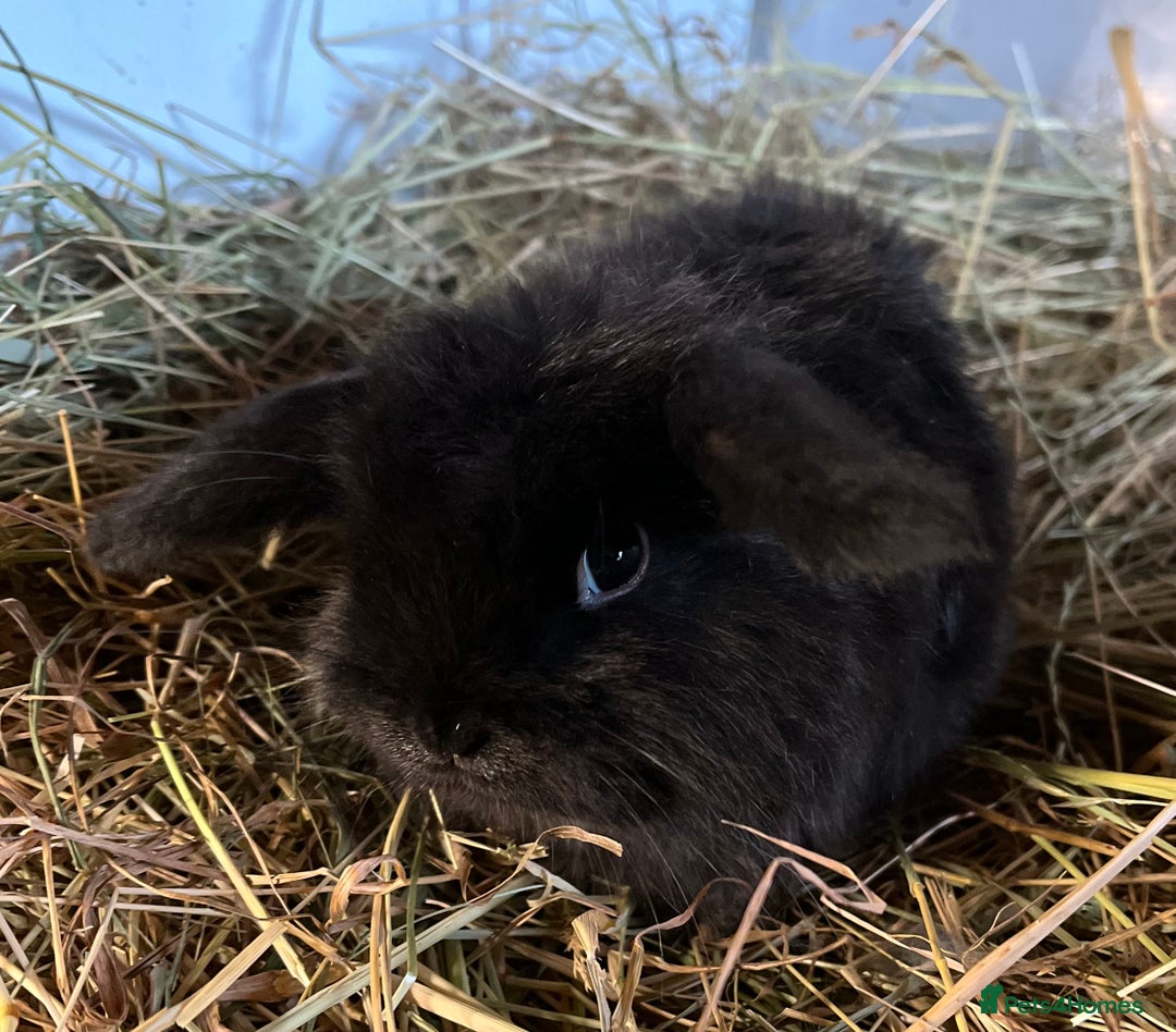 Mini Lion Lop rabbits for sale: Stunning mini lion lops  - Advert 6