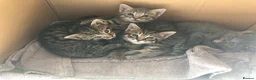 Mixed Breed cats for sale: 4 Beautiful Male Kittens Ready 15th May - Advert 13