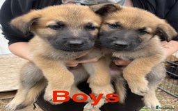 Mixed Breed dogs for sale: Belgium Malinois/ German Shepherd - Image 3