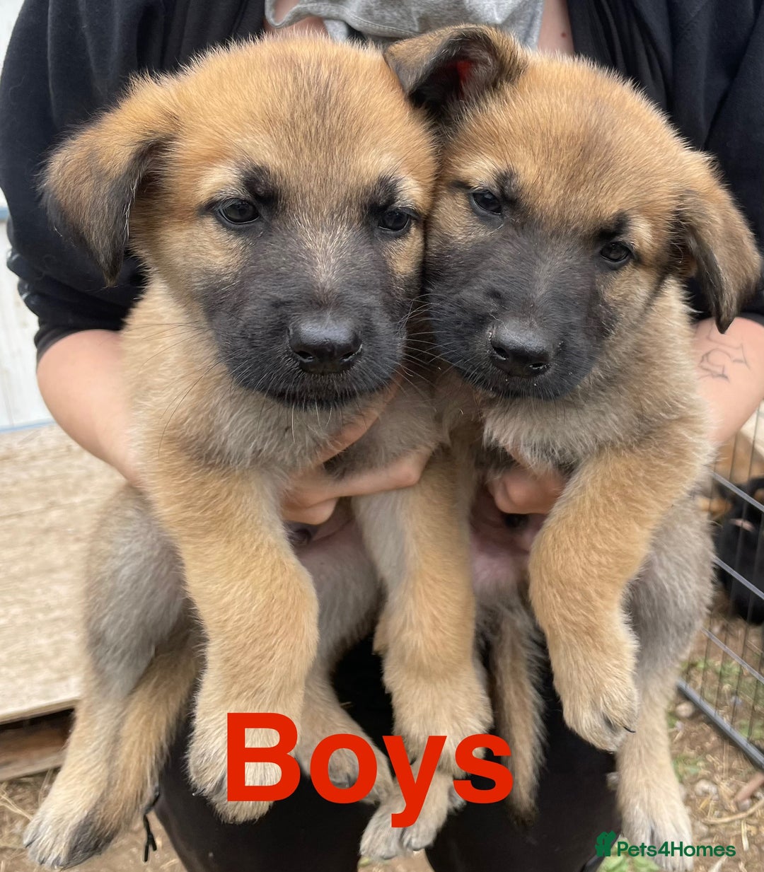 Mixed Breed dogs for sale: Belgium Malinois/ German Shepherd - Image 3