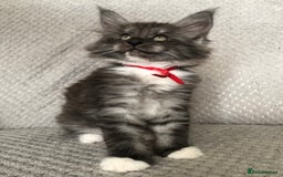 Maine Coon cats for sale: MaineCoon Kittens Black Smoke 1 Boy & 2 Girls - Image 7