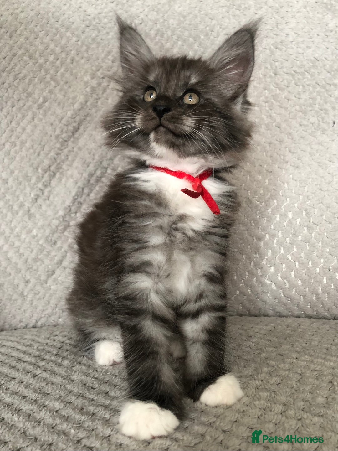 Maine Coon cats for sale: MaineCoon Kittens Black Smoke 1 Boy & 2 Girls - Image 7