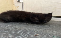 Mixed Breed cats for sale: GORGEOUS KITTENS FOR SALE - Image 2