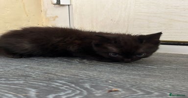 Mixed Breed cats - Advert 5