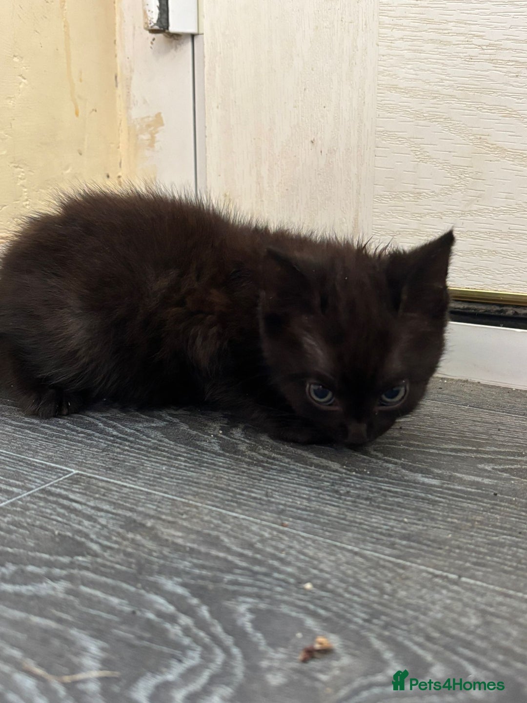Mixed Breed cats for sale: GORGEOUS KITTENS FOR SALE - Image 2