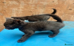 Mixed Breed cats for sale: 7 kittens looking for new home - Image 5