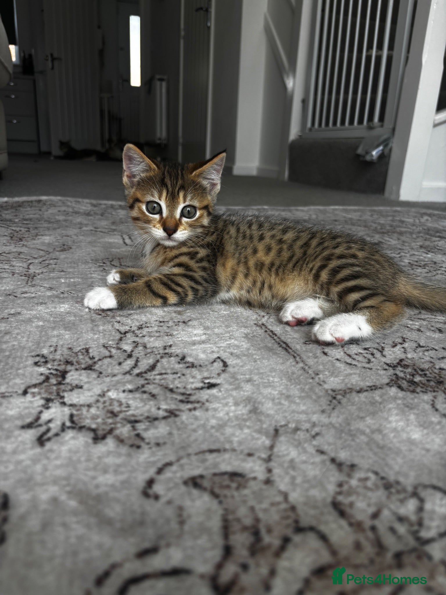 Mixed Breed cats Female kitten for sale  - Advert 8