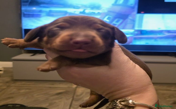 Dachshund dogs - Advert 2